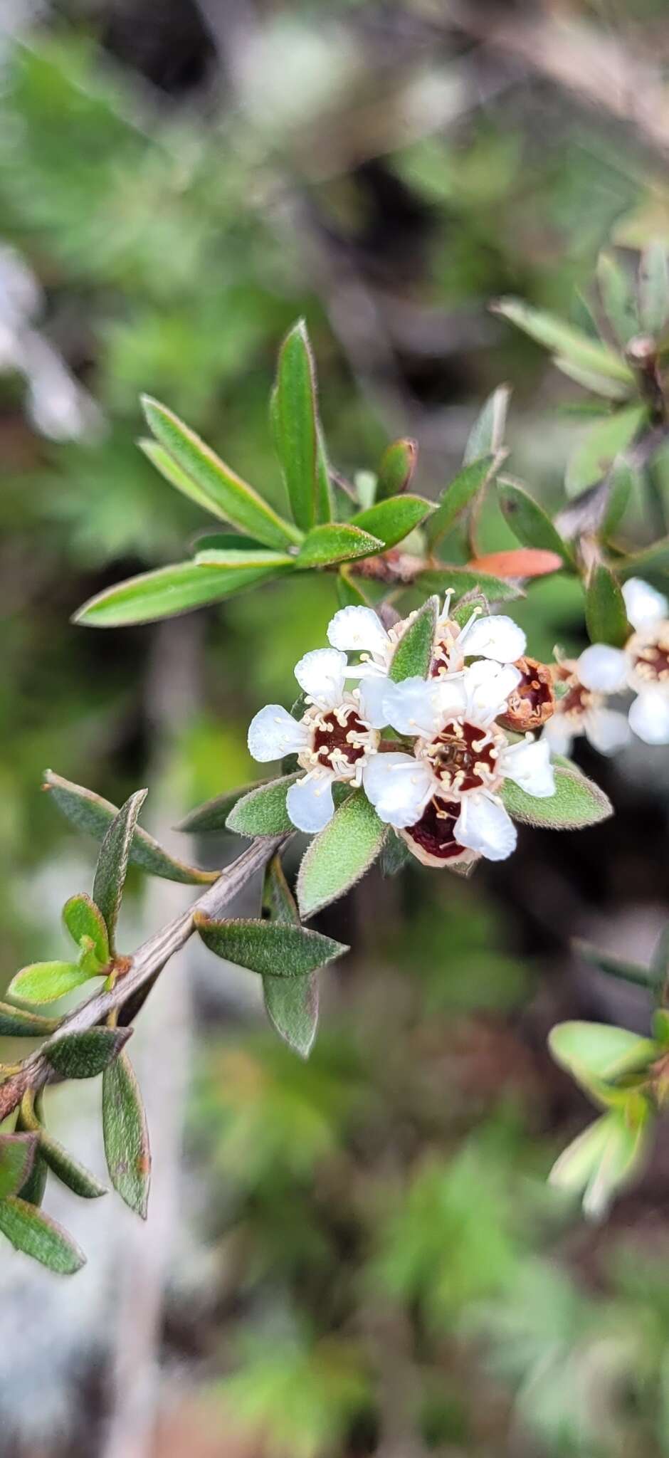 صورة Kunzea sinclairii (Kirk) W. Harris