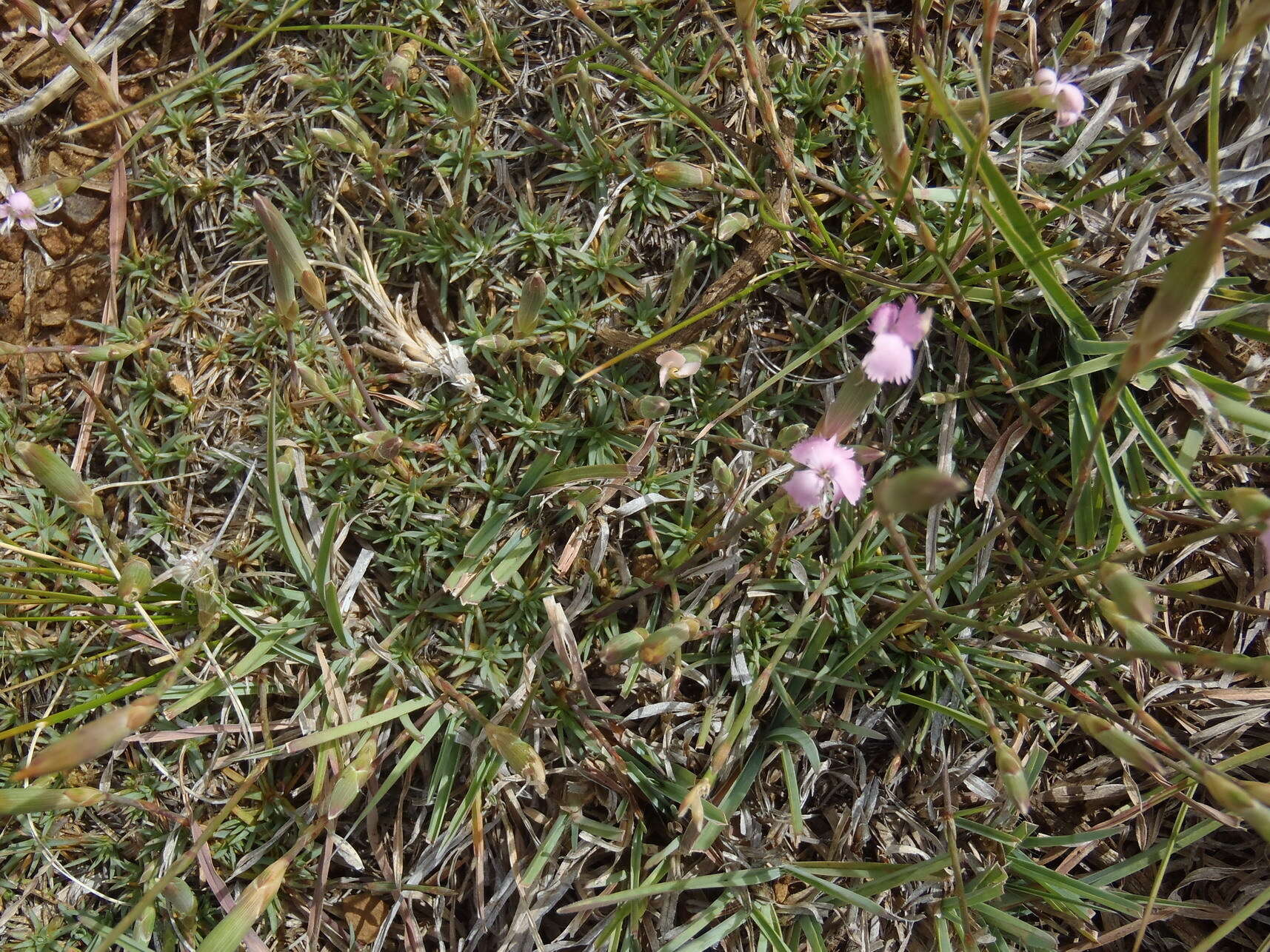 صورة Dianthus micropetalus Ser.