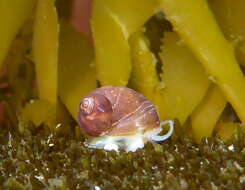 Image of chink snail