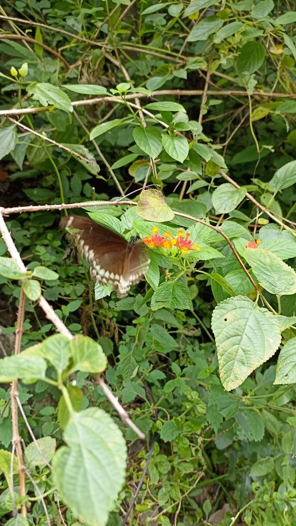 Image of Malabar Raven