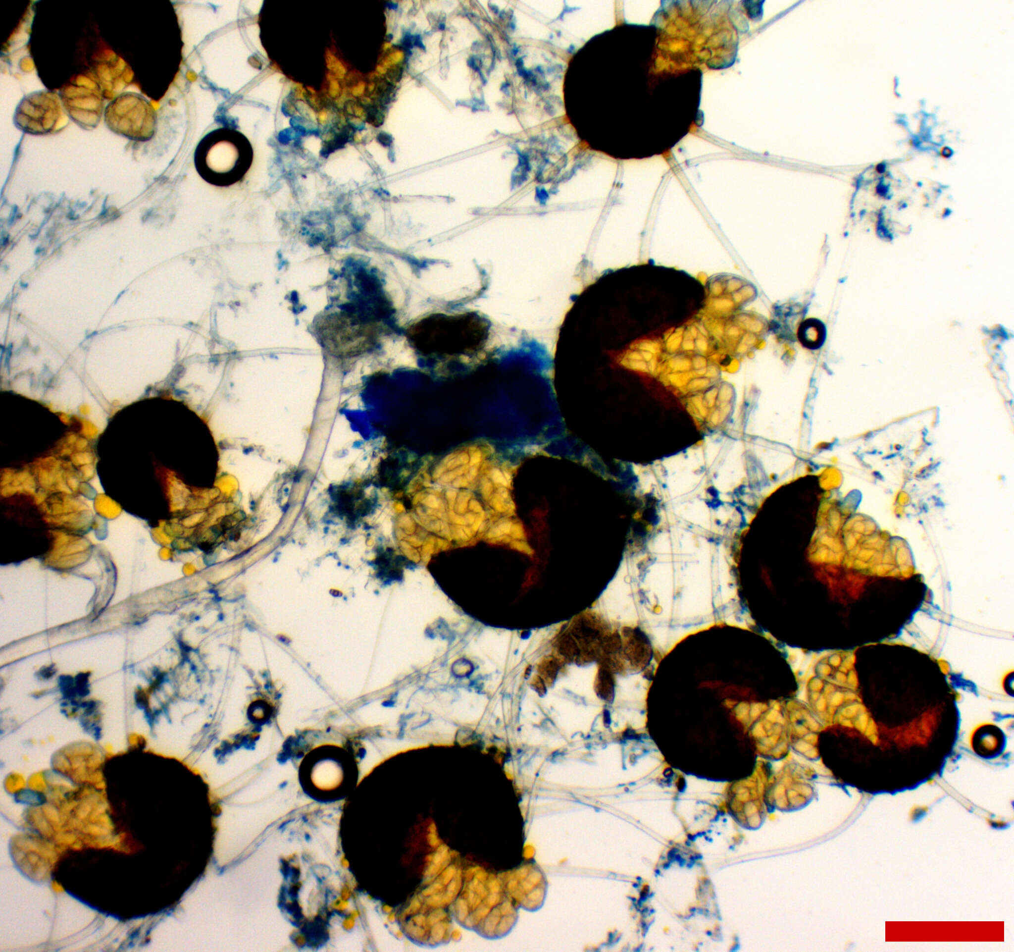 Image of Erysiphe extensa (Cooke & Peck) U. Braun & S. Takam. 2000