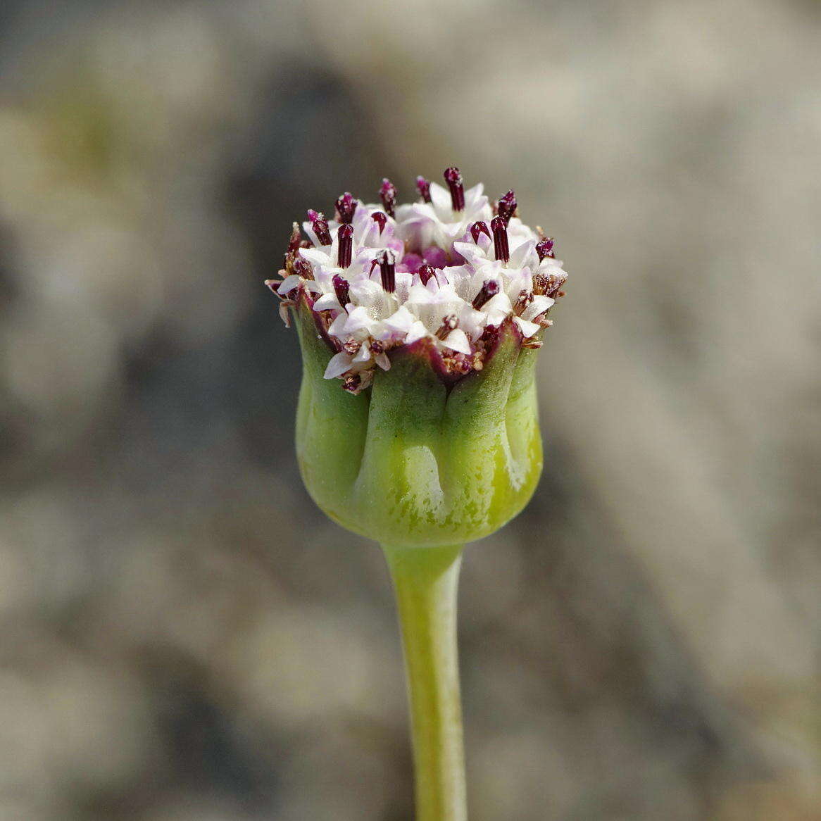 Image de Othonna digitata L. fil.