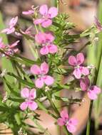 Sivun Stylidium adnatum R. Br. kuva