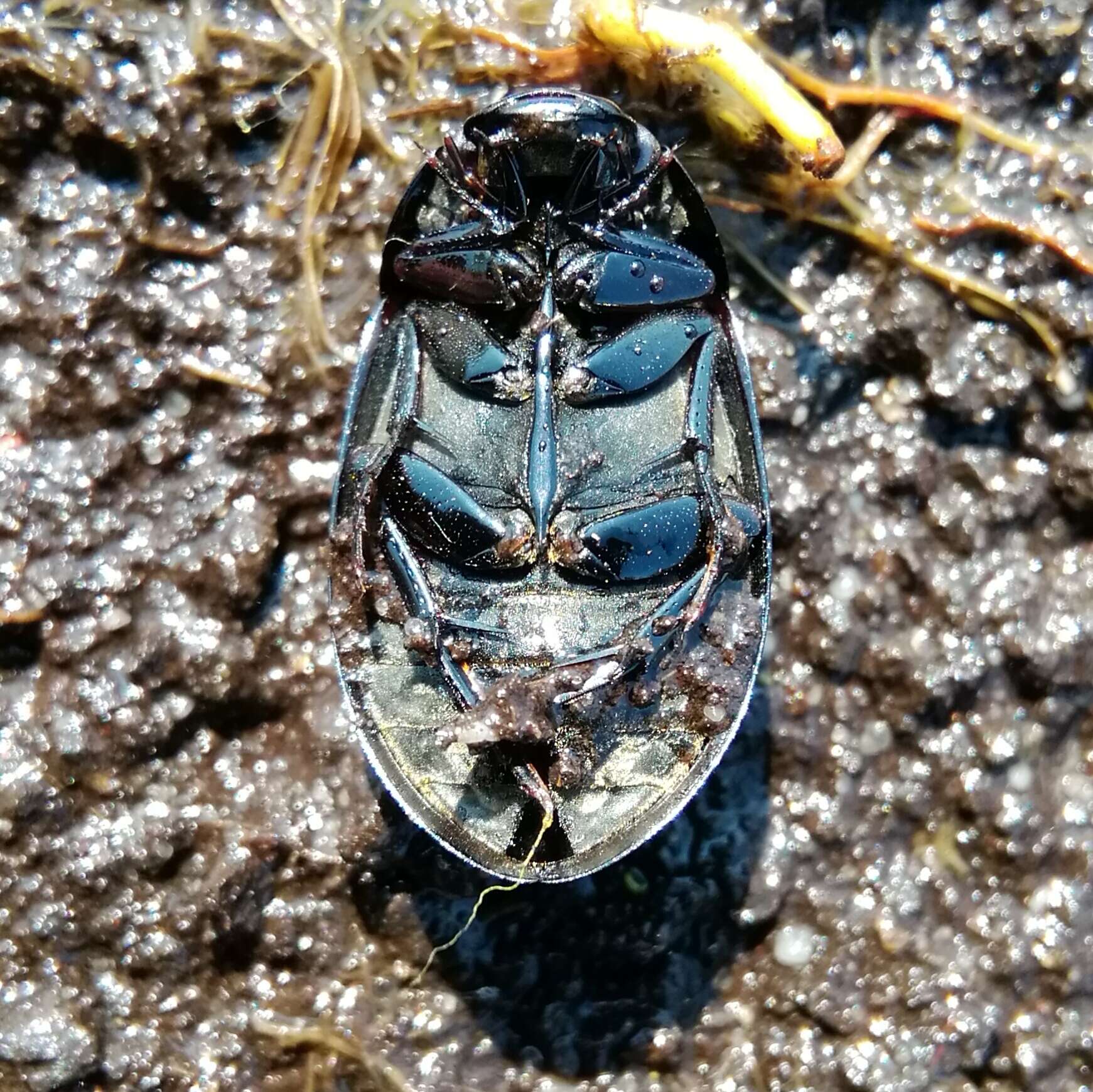 Image of Lesser silver water beetle