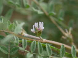 Imagem de Astragalus tribuloides Delile