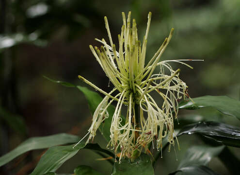 Image of Dracaena sanderiana Mast.