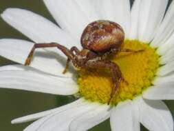 Image de Xysticus punctatus Keyserling 1880