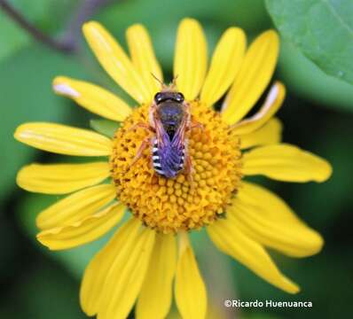 Imagem de Anthidium gayi Spinola 1851