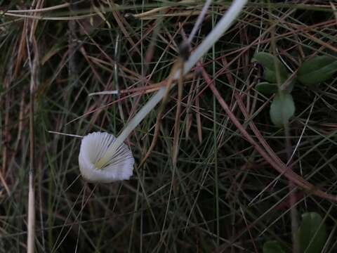 Image of Mycena epipterygia (Scop.) Gray 1821