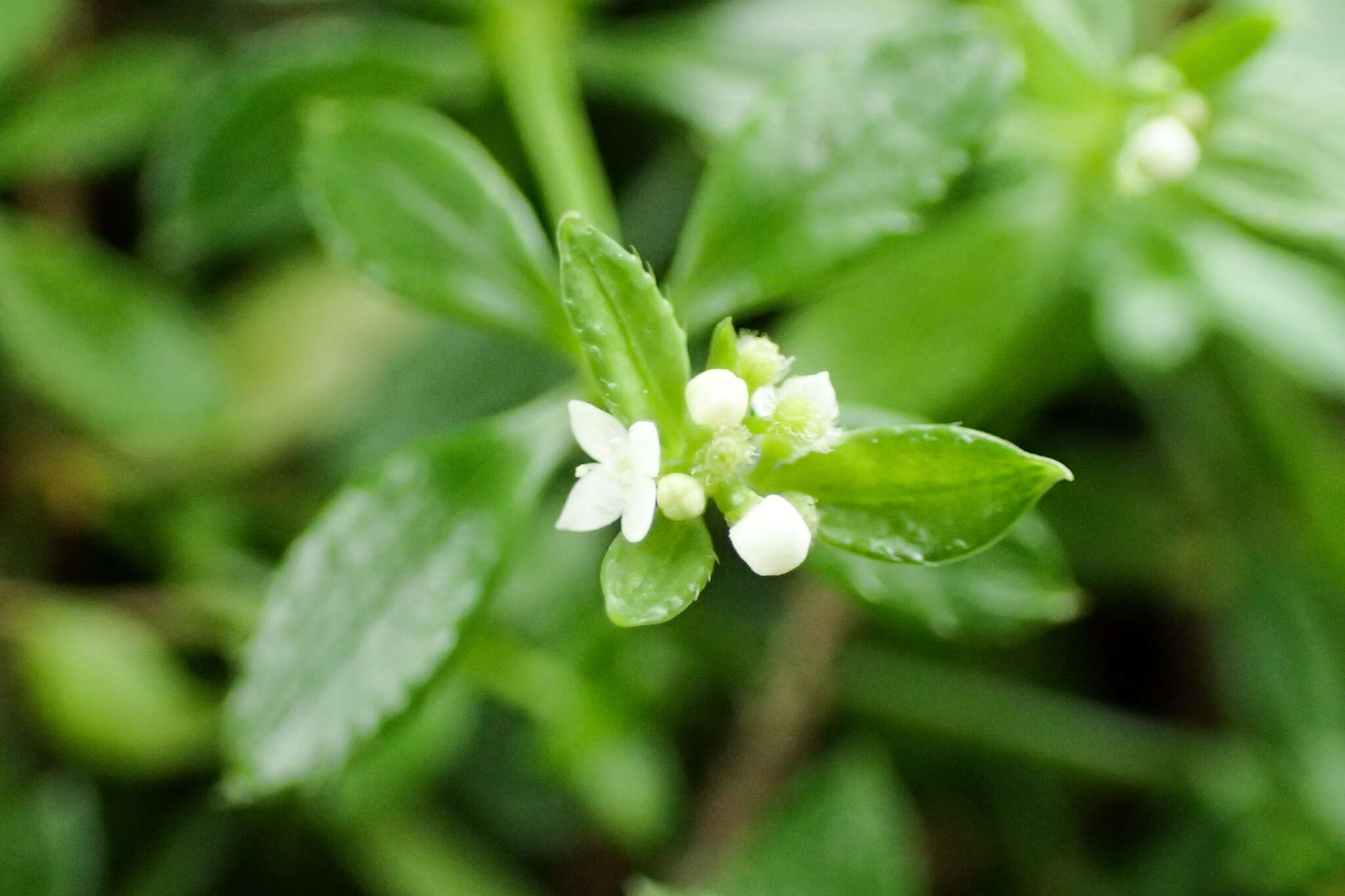 Galium echinocarpum Hayata resmi