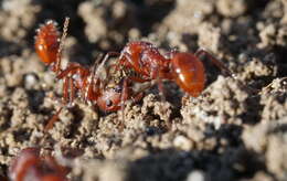 Слика од Pogonomyrmex subdentatus Mayr 1870