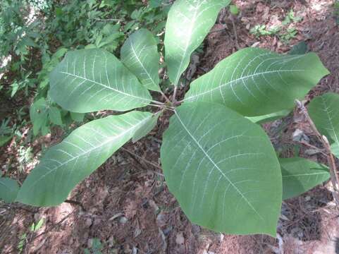 Image of Japanese Big Leaf Magnolia