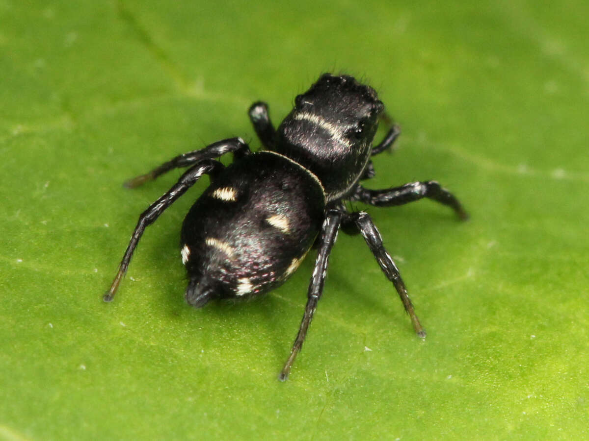 Image of Heliophanus capensis Wesolowska 1986