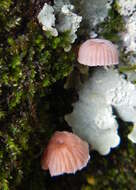 Mycena corticola (Pers.) Gray 1821的圖片