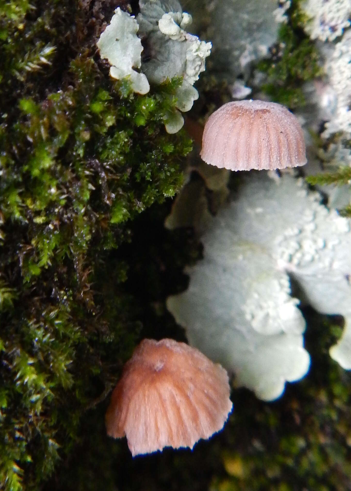 Image of Mycena corticola (Pers.) Gray 1821