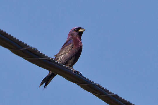 Image of Varied Bunting