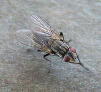 Image of house fly