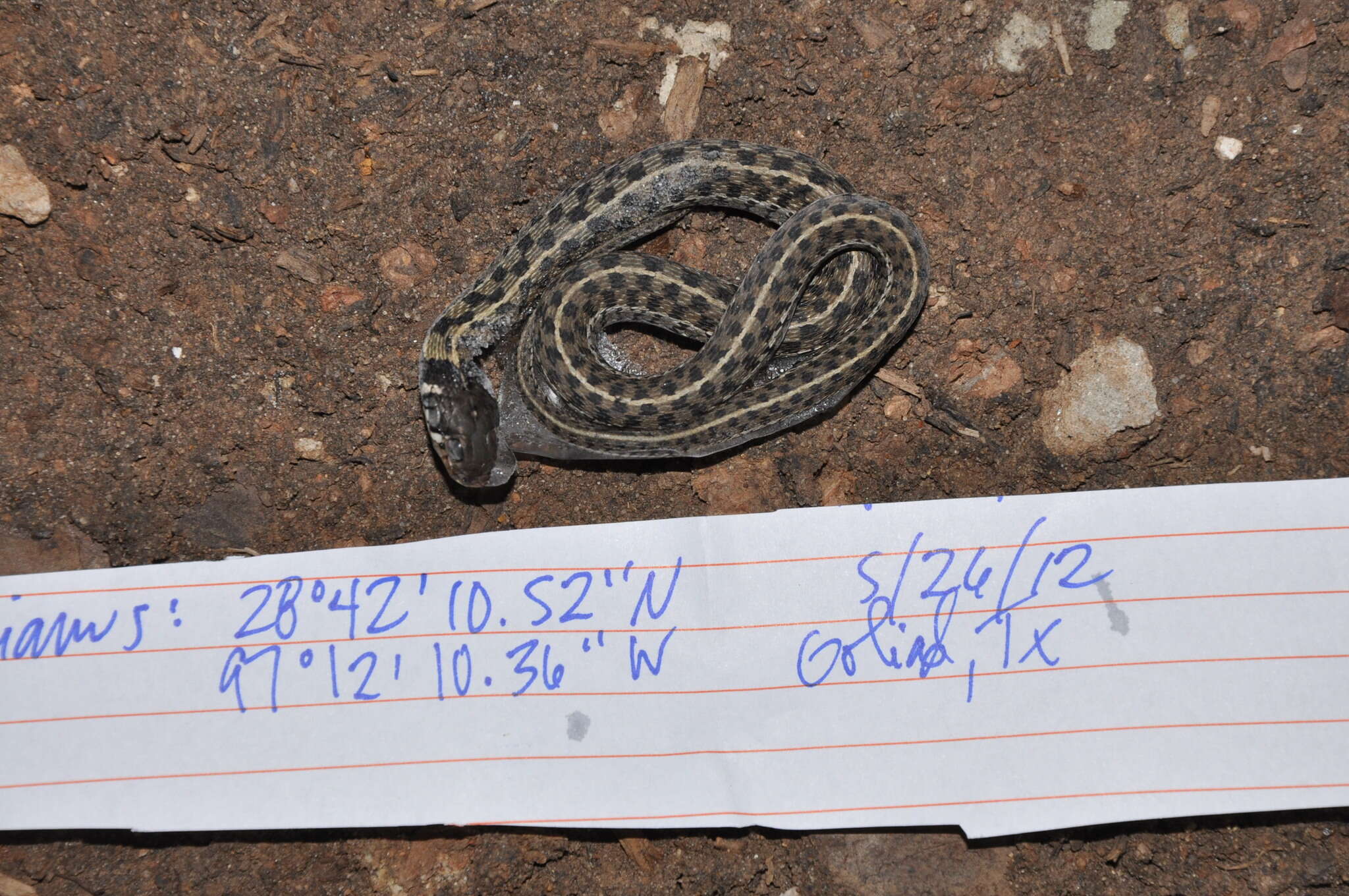 Image of Checkered Garter Snake