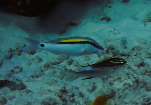 Image of Bridled monocle bream