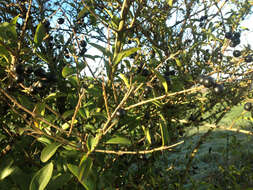 Image of European privet