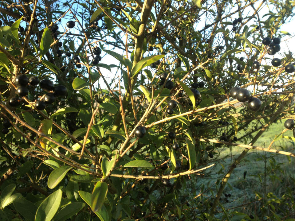 Image of European privet