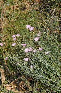 Image of Convolvulus pseudocantabrica Schrenk