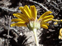 Euryops othonnoides (DC.) B. Nordenst. resmi