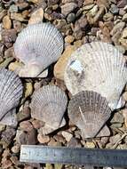 Azumapecten farreri (Jones & Preston 1904) resmi