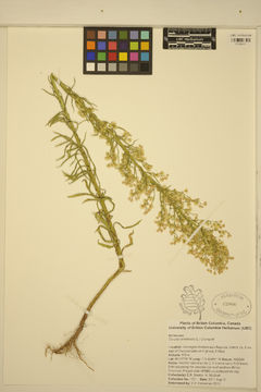 Image of <i>Conyza canadensis</i>