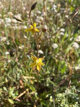 Image of Cyanella lutea subsp. lutea