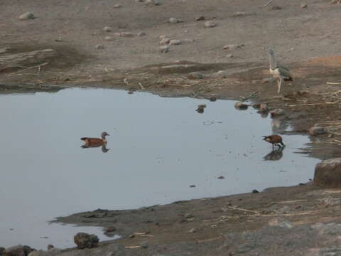 Image of Cape Shelduck