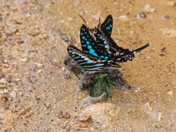 Image de Graphium policenes (Cramer (1775))