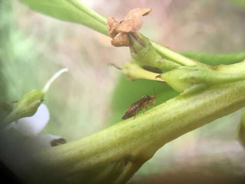 Sivun Chinamiris aurantiacus Eyles & Carvalho 1991 kuva