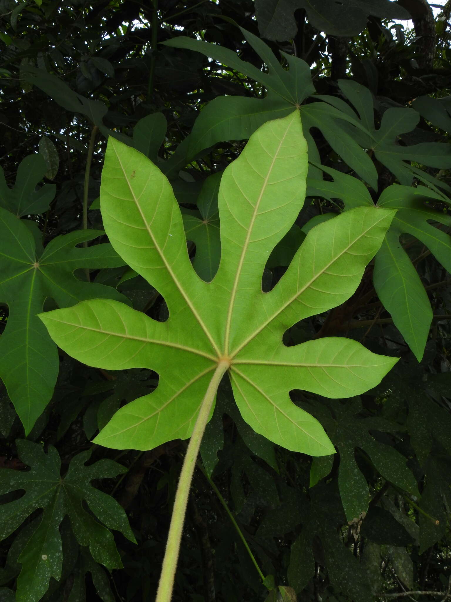 Sivun Oreopanax cecropifolius Cuatrec. kuva