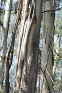 Image of river peppermint gum