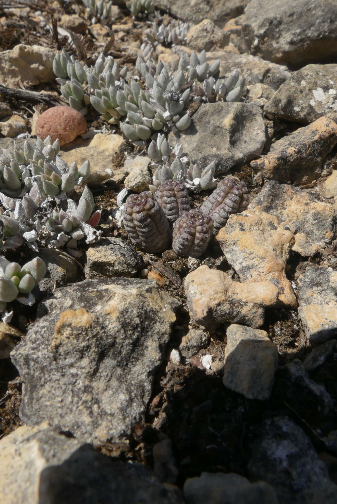 Sivun Euphorbia pseudoglobosa Marloth kuva