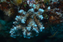 Image of Scalpel Coral