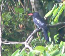 Image of Black Nunbird