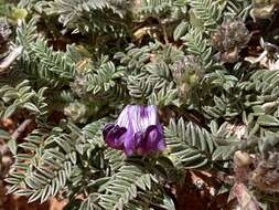 صورة Astragalus desperatus M. E. Jones