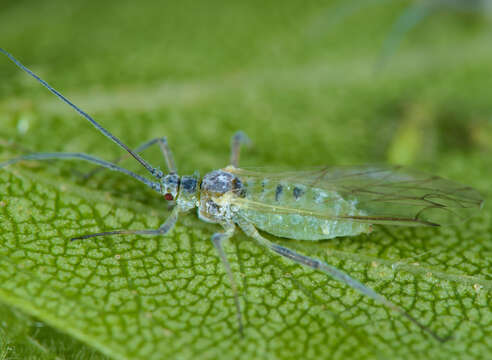 Image of Aphid