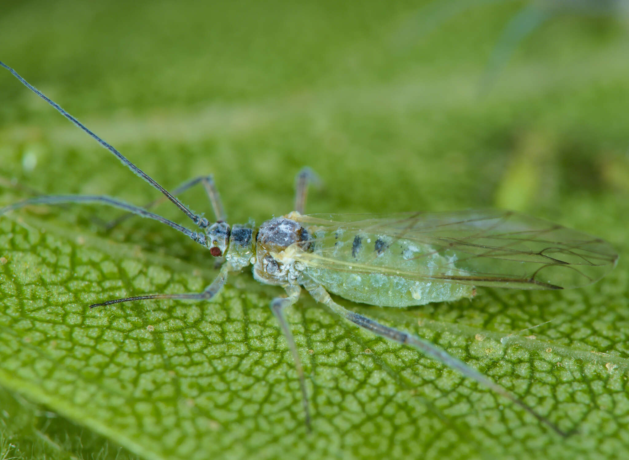 Image of Aphid