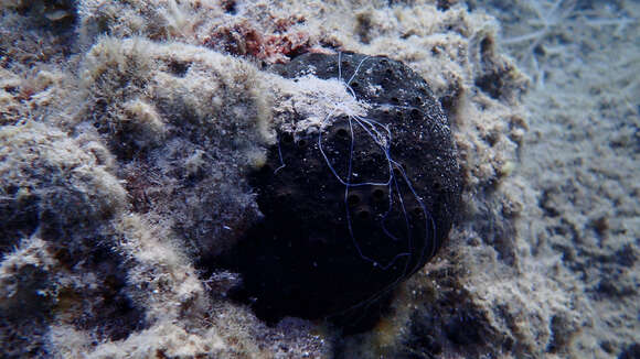 Image of black leather sponge