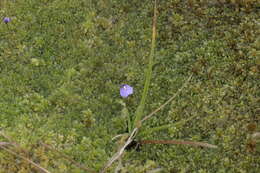 Plancia ëd Utricularia dichotoma subsp. novae-zelandiae