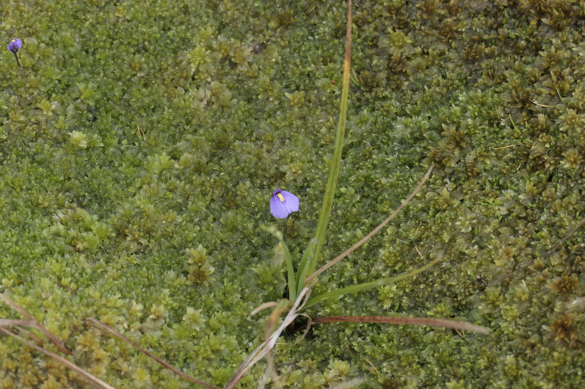 Plancia ëd Utricularia dichotoma subsp. novae-zelandiae