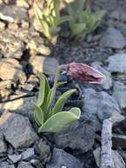 Image of Purdy's fritillary