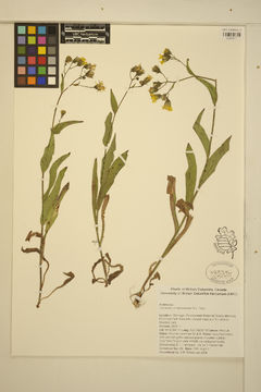 Image of houndstongue hawkweed