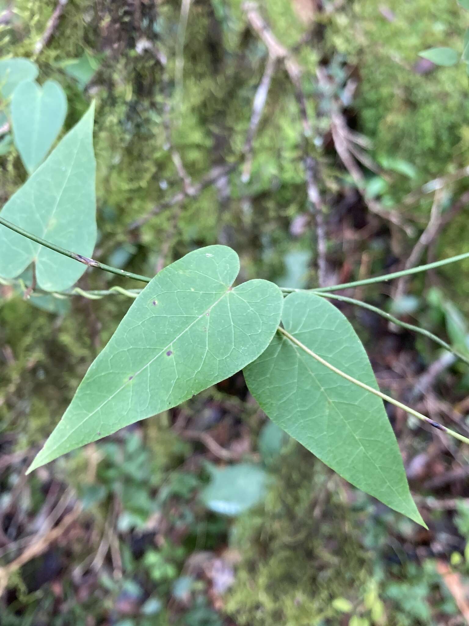 Orthosia virgata (Poir.) Fourn.的圖片