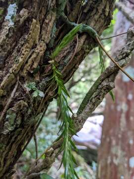 Plancia ëd Phlegmariurus carinatus (Poir.) Ching