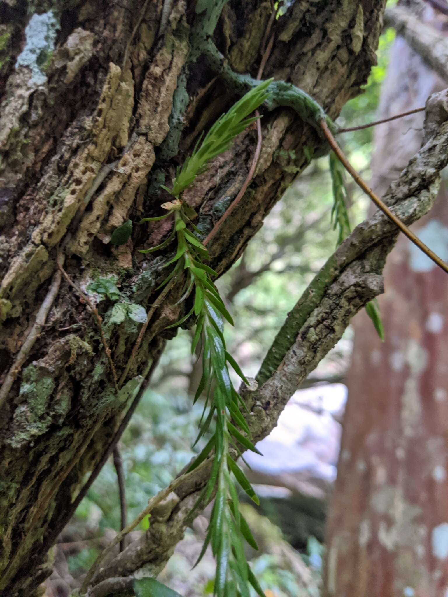 Plancia ëd Phlegmariurus carinatus (Poir.) Ching