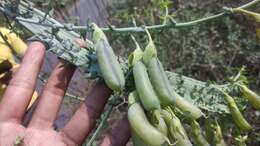 صورة Crotalaria pallida Aiton